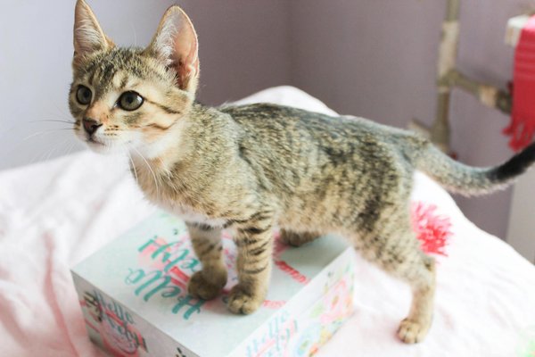 How Are Dog Breeds in the UK Adapting to Modern Urban Living?