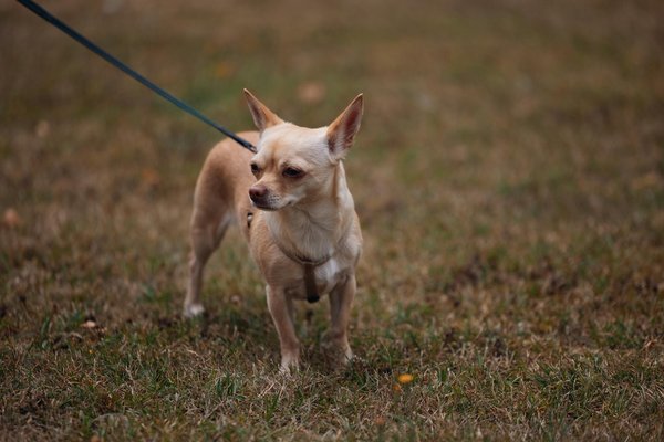 How Do Unusual Pets Change Our Everyday Lives?